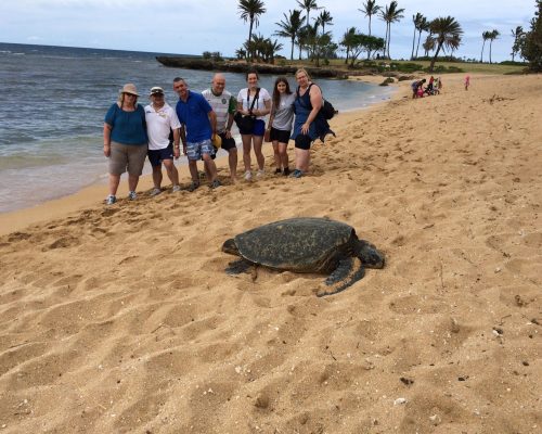 people circle island with turtles